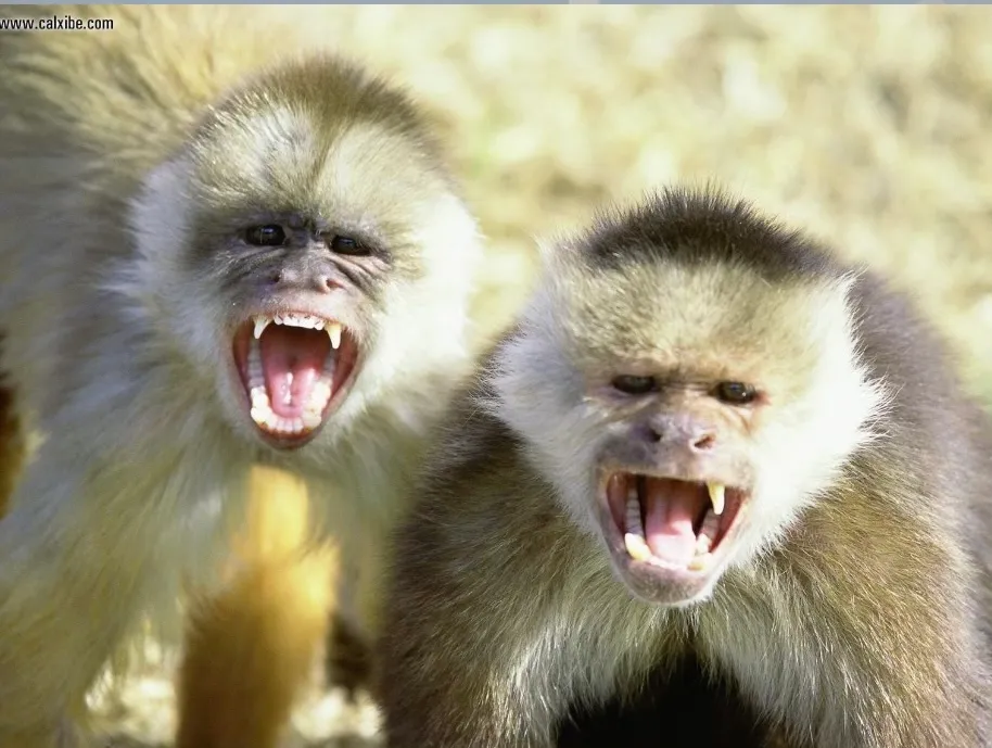 Photoshop This Monkey