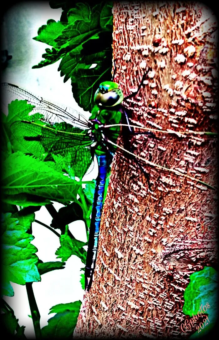 Beautiful Bug