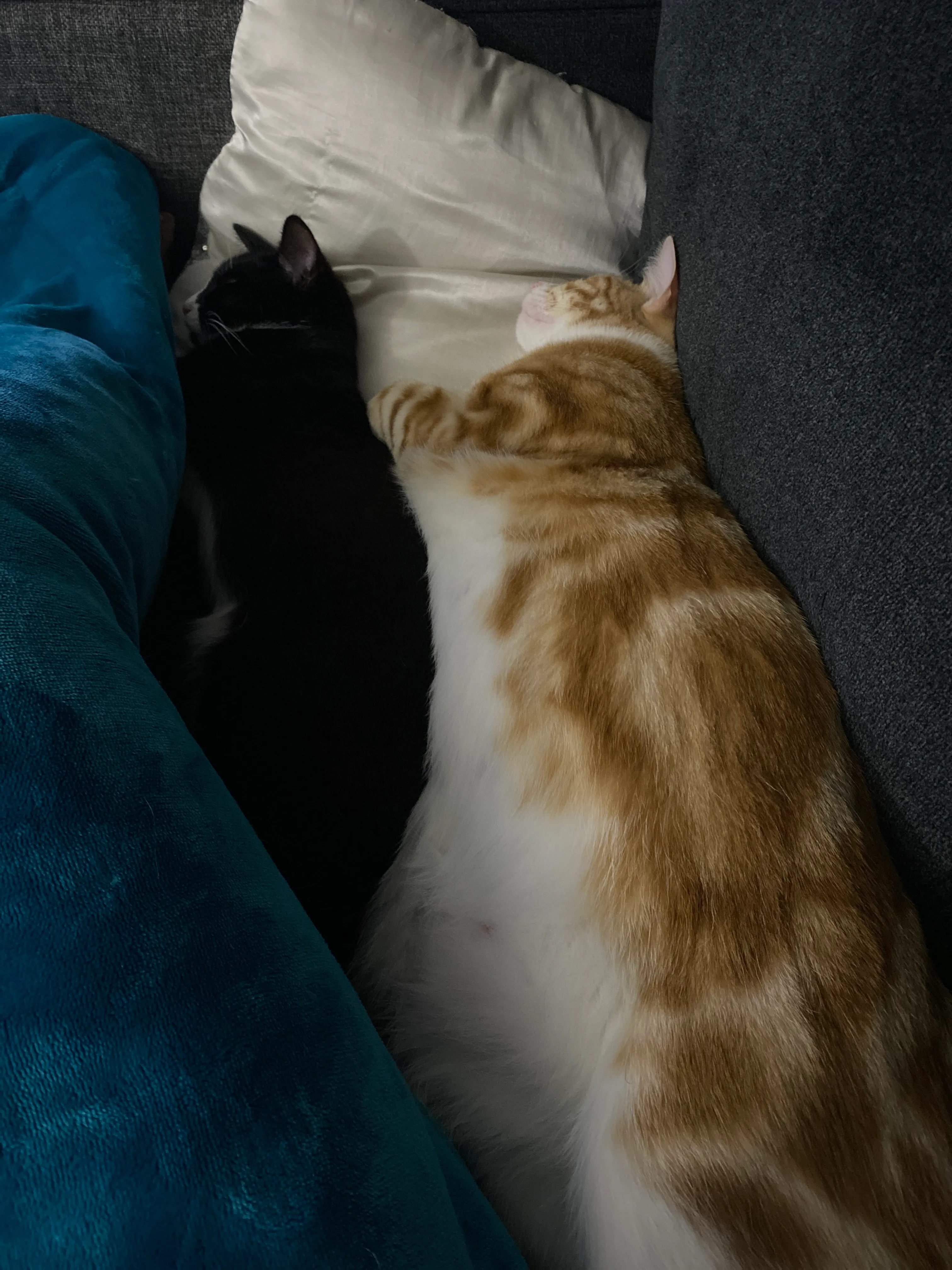 Post A Picture Of Your Pet Sleeping