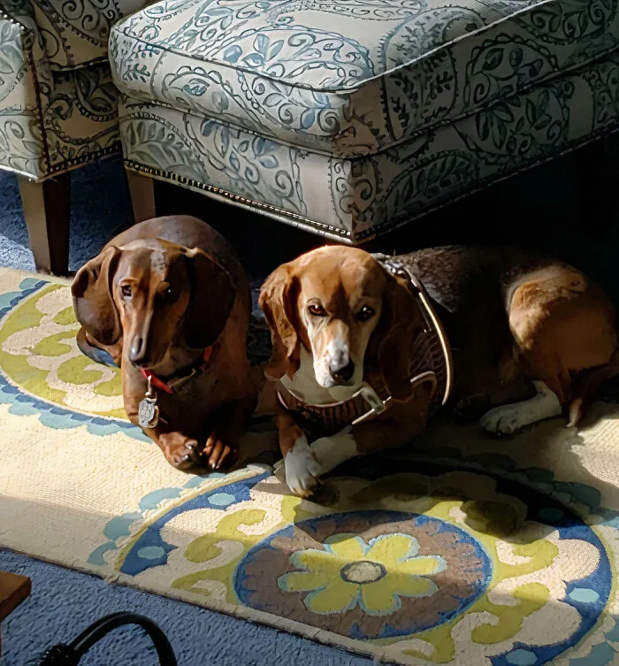 60 Dramatic Pets Whose Drama Queen Skills Are On Point