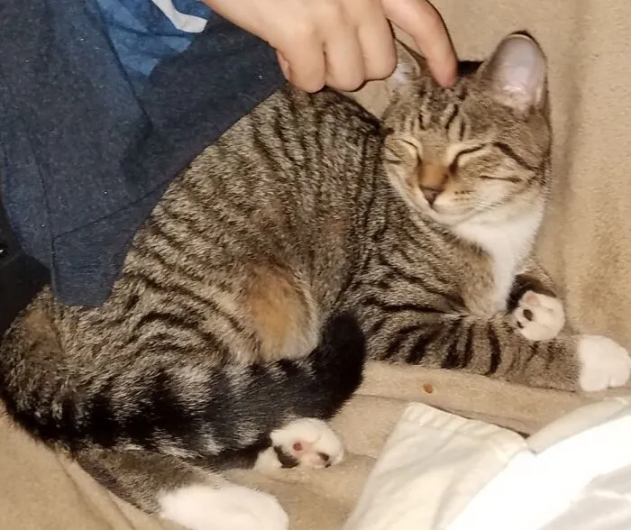 Couch Is Her Domain