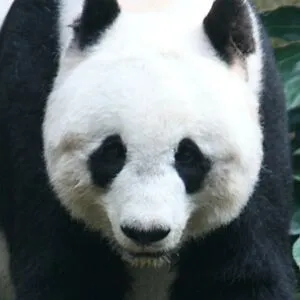 Panda-Man