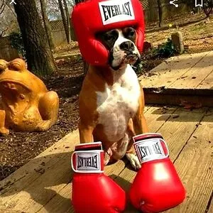 xXSamTheBoxerLoverXx