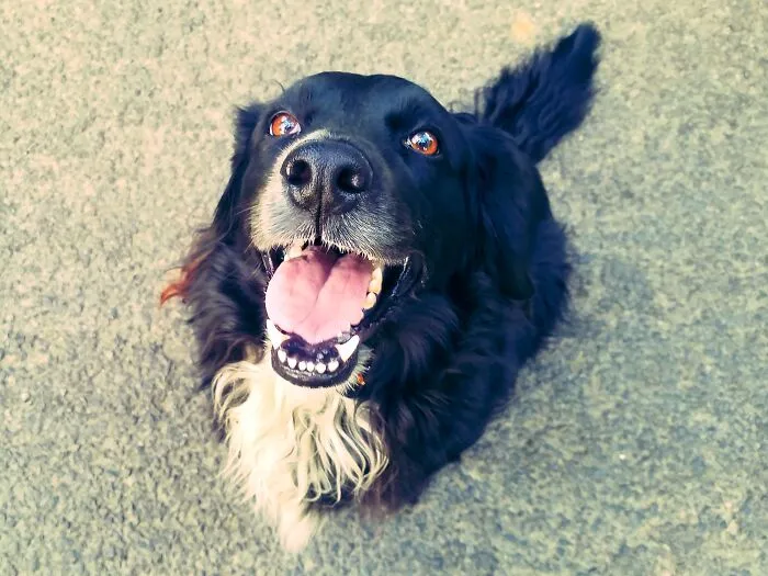 My Doggo Missy