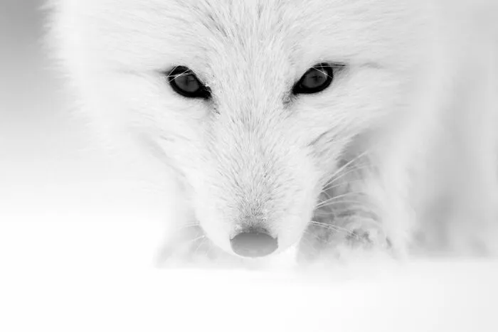 Winner, The Art Of Monochrome, Roie Galitz, Israel