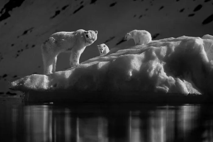 Winner, The Art Of Monochrome, Roie Galitz, Israel