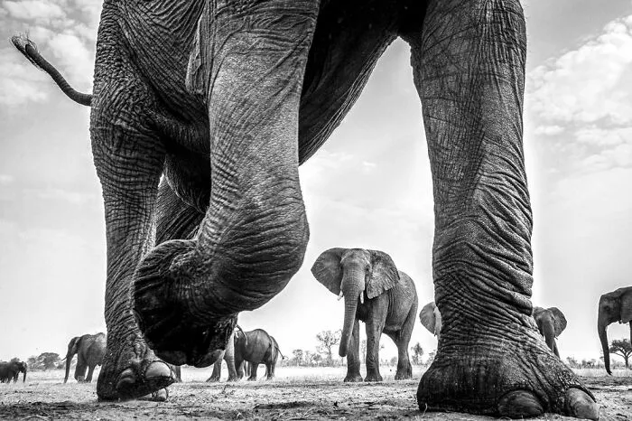 The Art Of Monochrome, Runner-Up: Dana Allen, USA