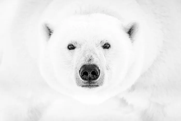 The Art Of Monochrome, Runner-Up: Dana Allen, USA