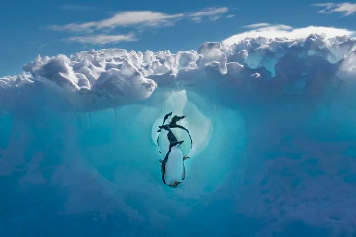 Green Planet, Blue Planet, Special Mention: Scott Portelli, Australia