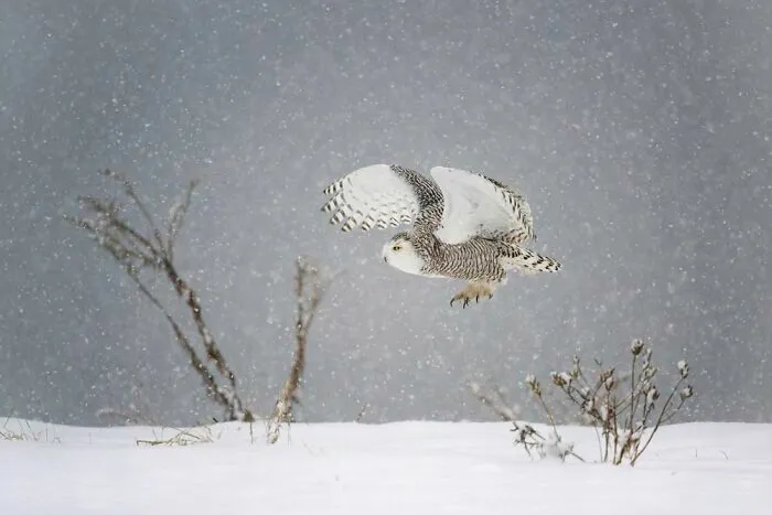 Green Planet, Blue Planet, Special Mention: Yaron Schmid, USA