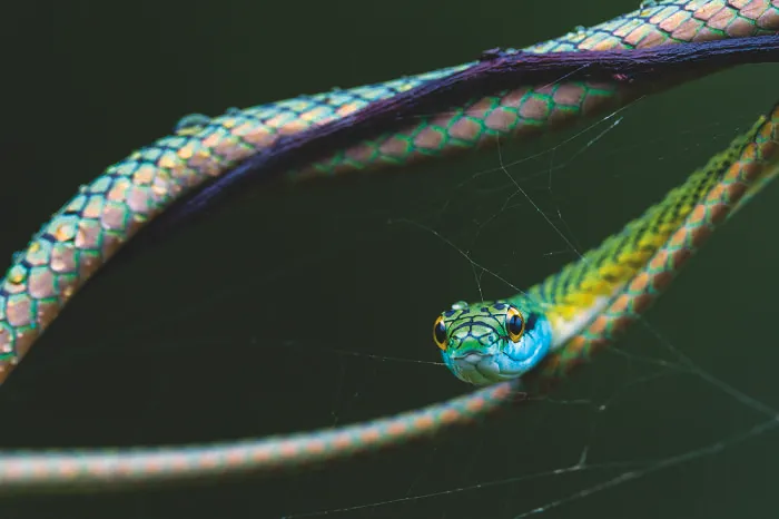 Green Planet, Blue Planet, Special Mention: Jason Edwards, Australia