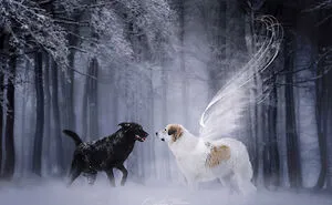 Reunited At The Rainbow Bridge 🌈