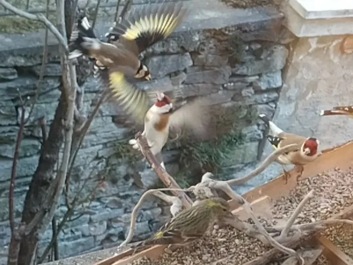 No Need To Fight. There Is Enough For All Visitors