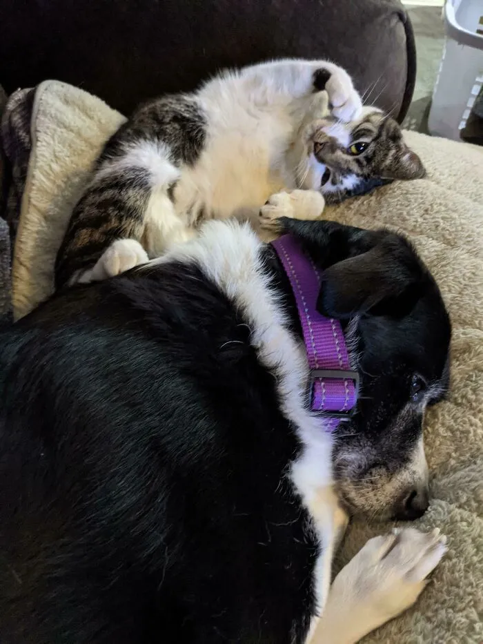60 Dramatic Pets Whose Drama Queen Skills Are On Point