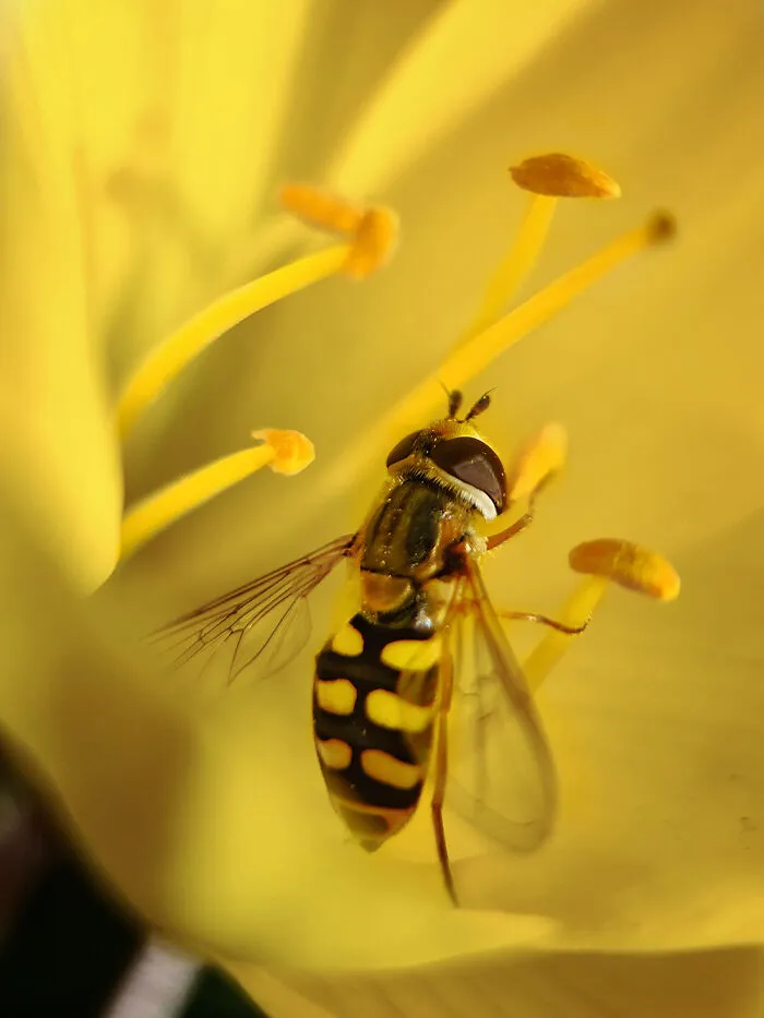 Macro & Details, Honorable Mention: Treat By Lyudmila Beneva
