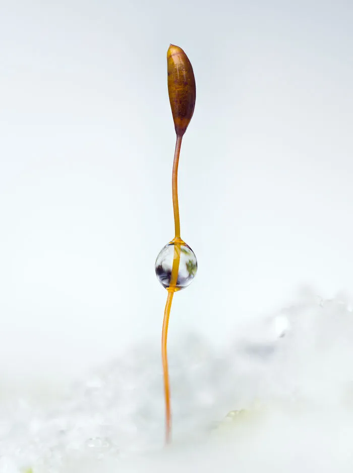 Botanical Britain: Runner-Up - “Snow Globe” By Geraint Radford