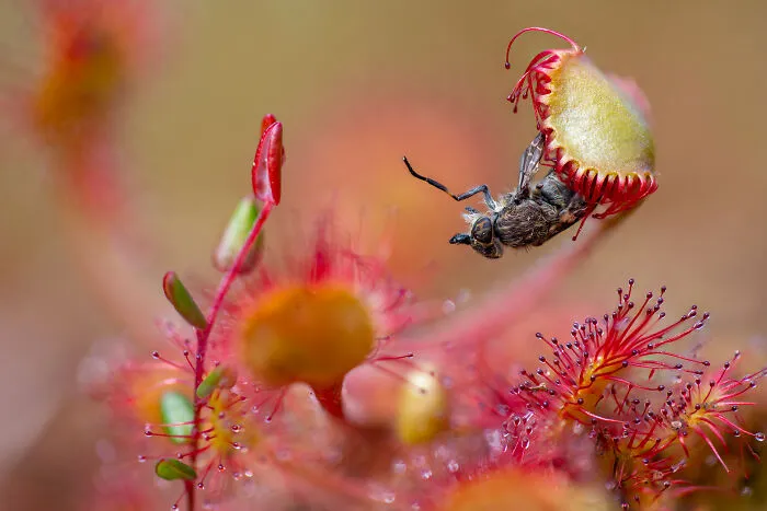 Botanical Britain: Winner - “A Poet’s Lunch” By Matt Doogue