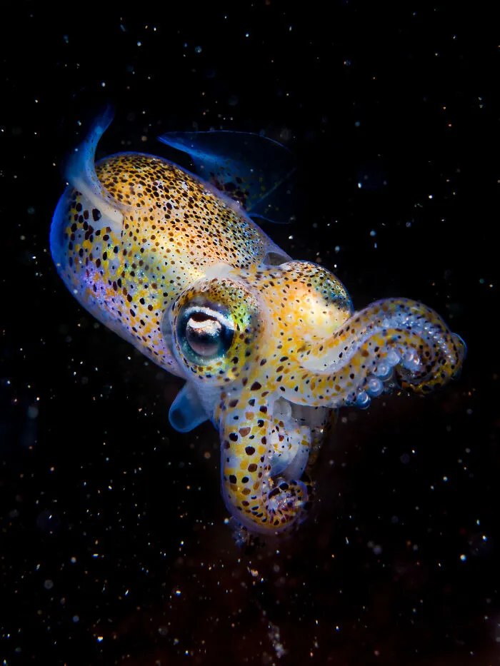 Coast & Marine: Runner-Up - “Alien Bobtail” By Kirsty Andrews