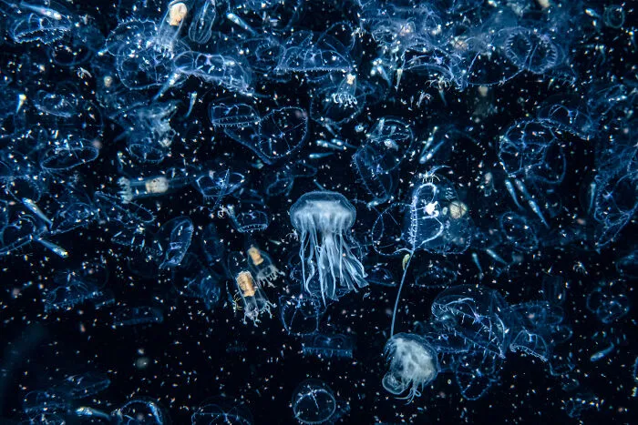 Coast & Marine: Winner - “Welcome To The Zoo(Plankton)” By Henley Spiers
