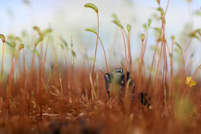 Hidden Britain: Runner-Up - “Metallic Jumping Spider In Moss” By Will Atkins