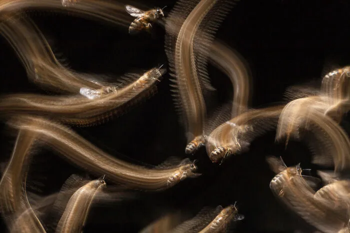 Hidden Britain: Winner - “Honey Bee Flight Trail” By John Waters