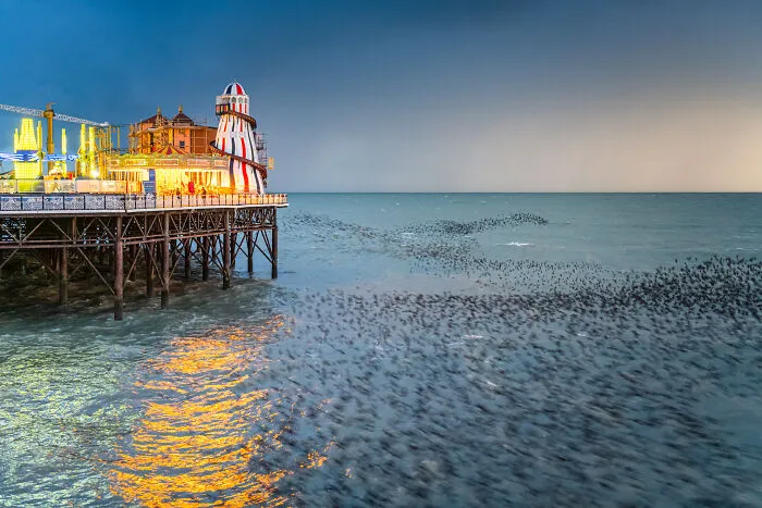 Urban Wildlife: Runner-Up - “Helter Skelter” By Matthew Cattell