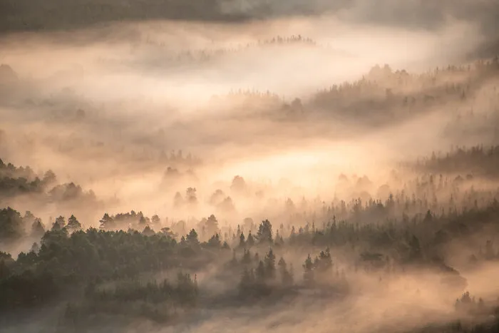 Wild Woods: Runner-Up - “Forest Dawn” By Graham Niven