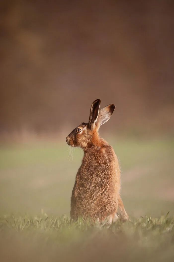 Rspb 12-14 Years: Winner - “What's Over There?” By Felix Walker-Nix