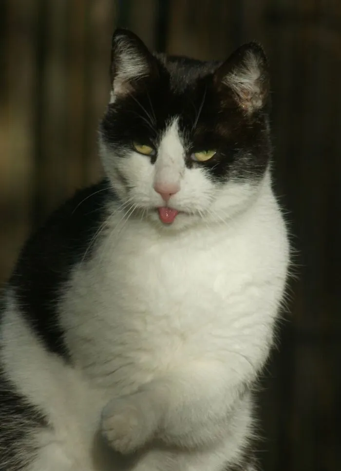 Winnie Looking Slightly Demonic