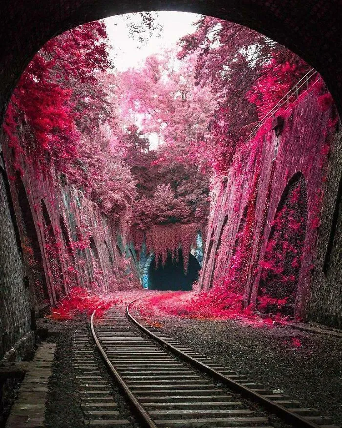 Preciosas flores desparramándose por las vías de un tren abandonado, París