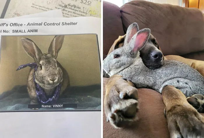 Antes y después de la adopción. El conejo gamberro reformado