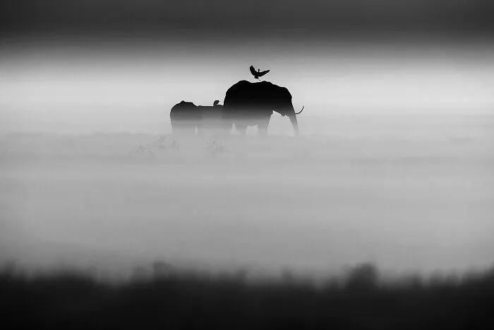 Elephants And Bird, Kenya 2015