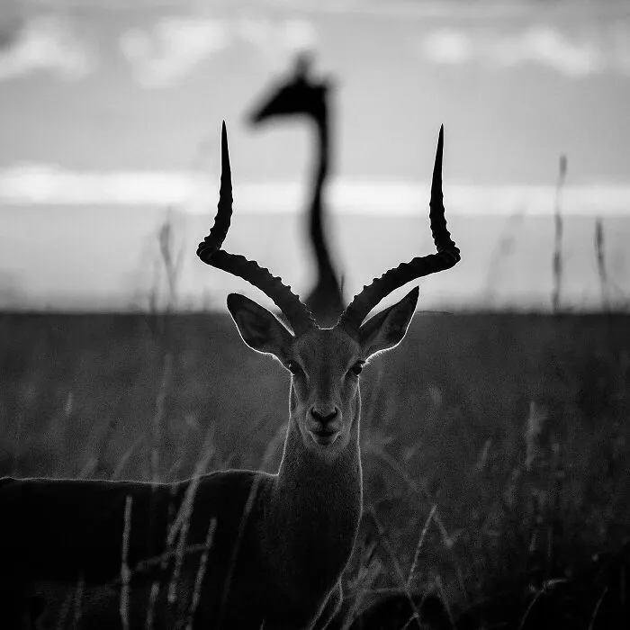 Impala Et Girafe Au Lever Du Soleil, Kenya 2020