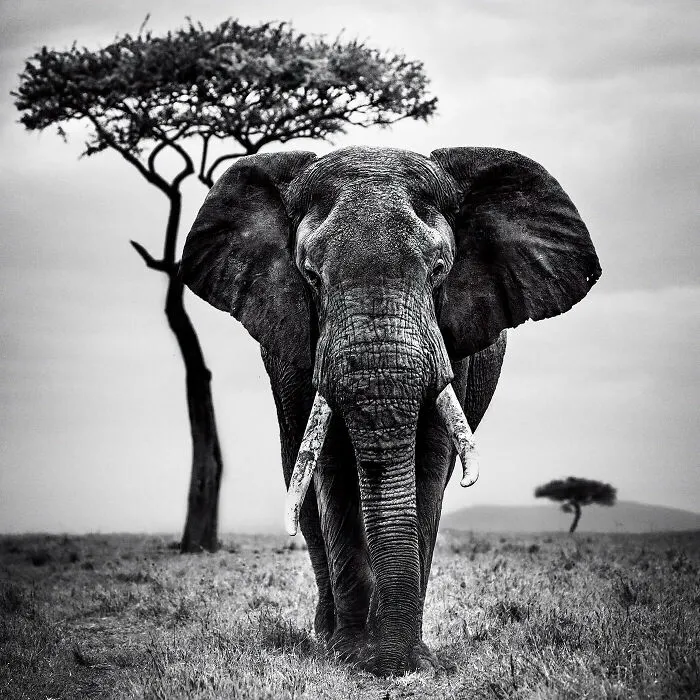 Eléphant Et Acacia, Kenya 2019