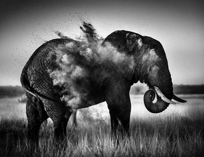 Elephant-Dust Explosion I, Kenya 2013