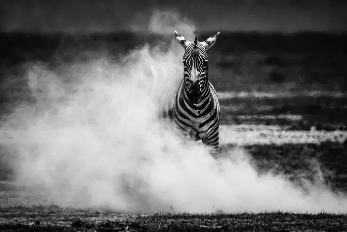 Zèbre Dans La Poussière, Amboseli Kenya 2020