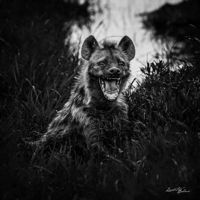 Sourire De Hyène, Tanzania 2007
