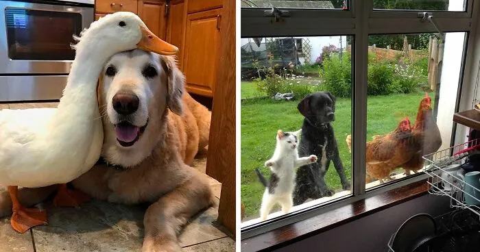 88 Unexpected But Beautiful Animal Friendships