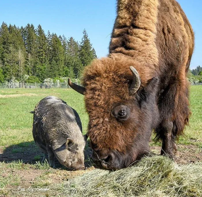 Helen, The Blind Buffalo, And Her BFF Uma At Lighthouse Farm Sanctuary