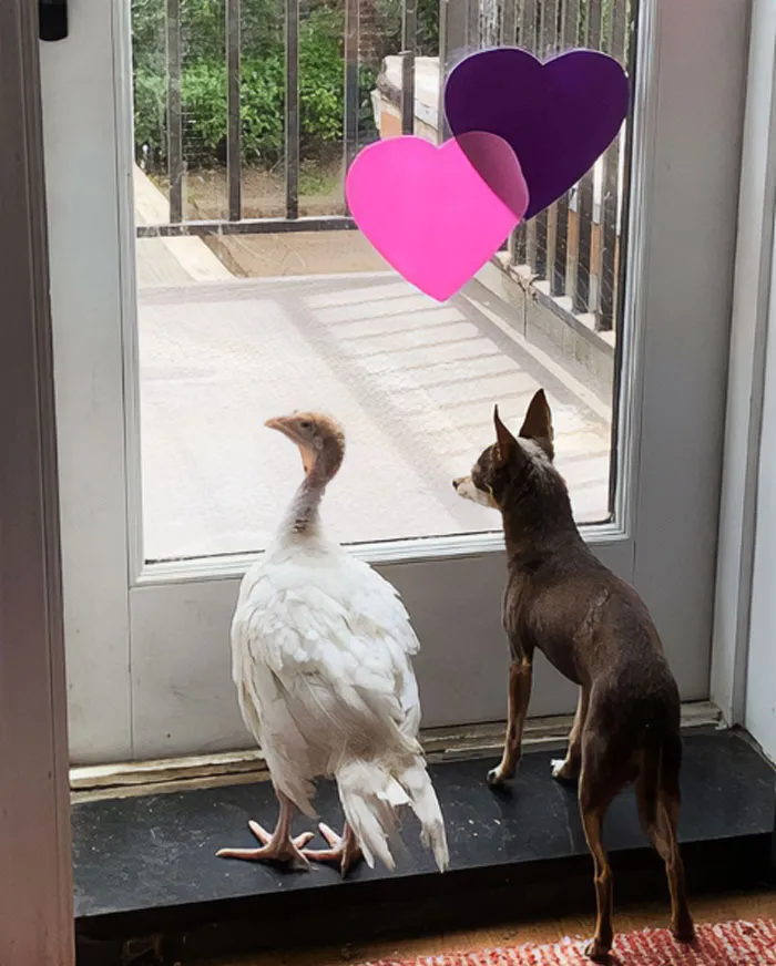 Elijah And Henri Are Both Rescues