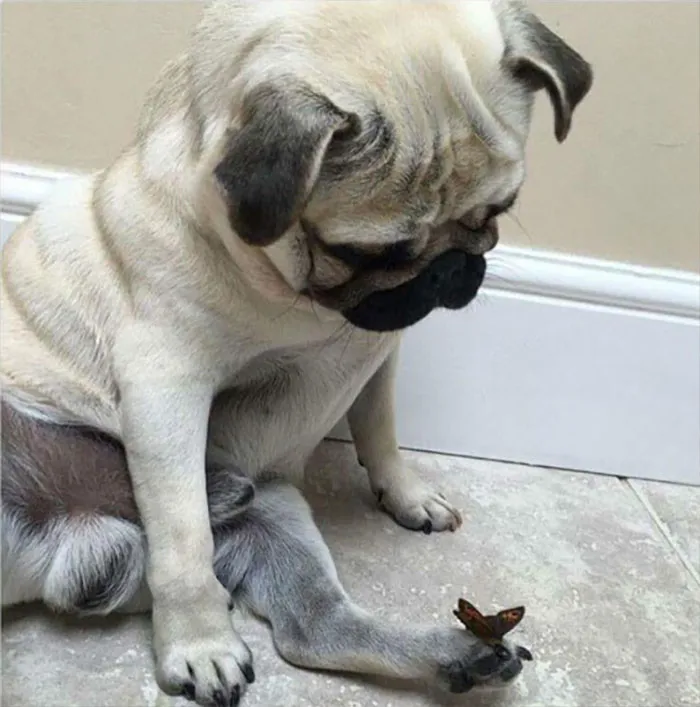 Pug So Serene When Butterfly On Toe