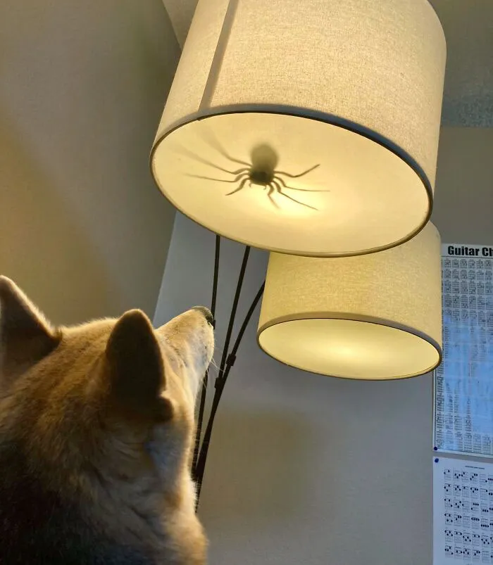I Fooled My Dog