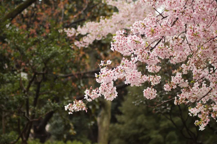 36 April Fun Facts To Celebrate Nature Awakening