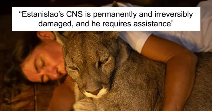 Heartwarming Story Of Blind Puma Rescued By Woman At Pumakawa Reserve