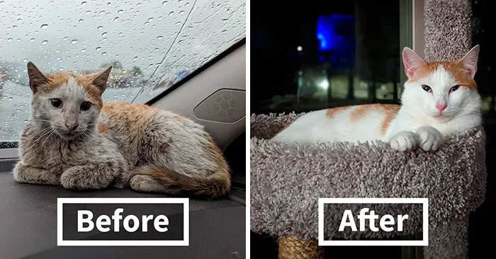 30 Before And After Pics Of Rescue Cats That Have Flourished Since Being Adopted (New Pics)