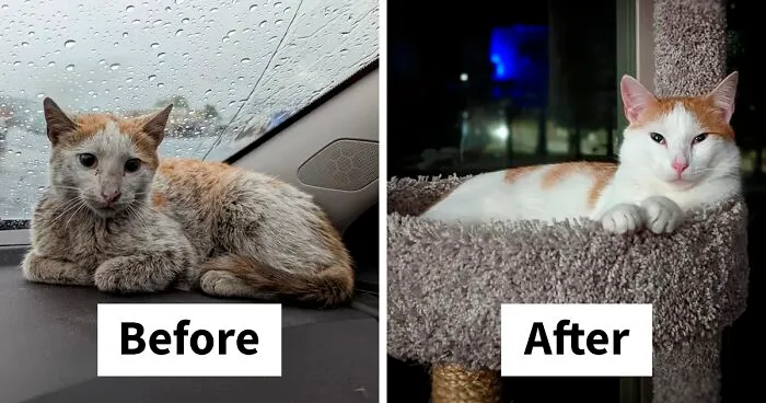 30 Before And After Pics Of Rescue Cats That Have Flourished Since Being Adopted (New Pics)