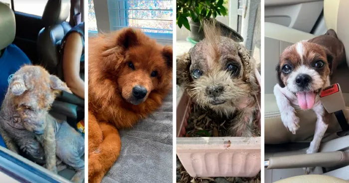 50 Heartwarming Photos Of Dogs Before And After Adoption That Prove Rescuing A Pet Is Life-Changing (New Pics)