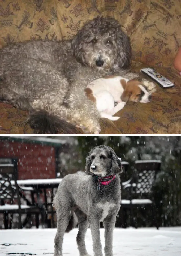 We Got Sophie When She Was A 1 1/2 Yr Old Stray, Terrified Of Everything. She Ended Up Being The Sweetest, Calmest, Most Loving Dog I’ve Ever Met. She Lived To Be Almost 15 Years Old. Miss You Sweet Girl