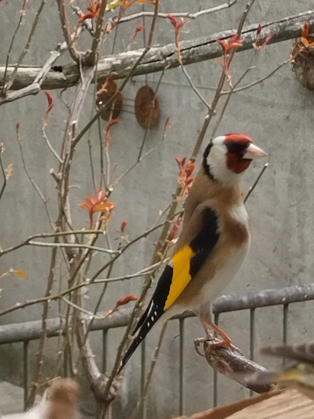 Birds