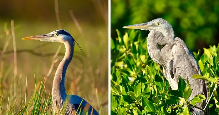 Capturing The Avian Wonders Of Belize: 31 Photos From My Trip